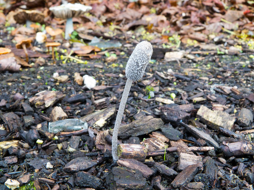 Slender mushroom