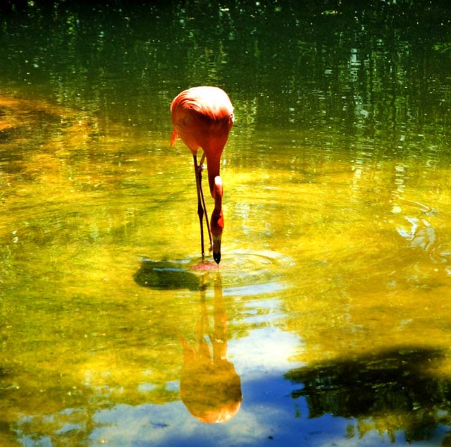 Yellow reflects….(Flamingo)