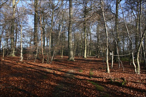 Woodland at Winter Hill, Cookham Dean 