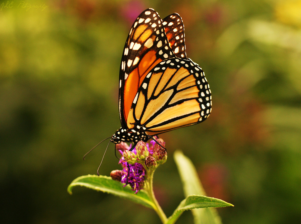All sizes | Monarch Butterfly | Flickr - Photo Sharing!