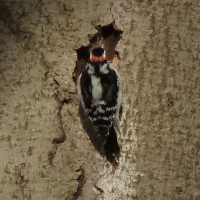 A1010666 Downy Woodpecker