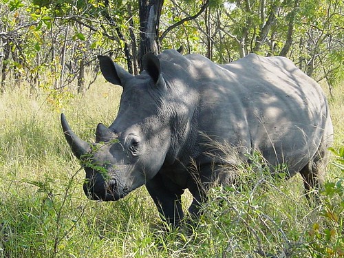 kruger