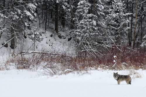 ontario canada wolf graywolf greywolf canislupus neebing greatplainswolf canislupusnubilus