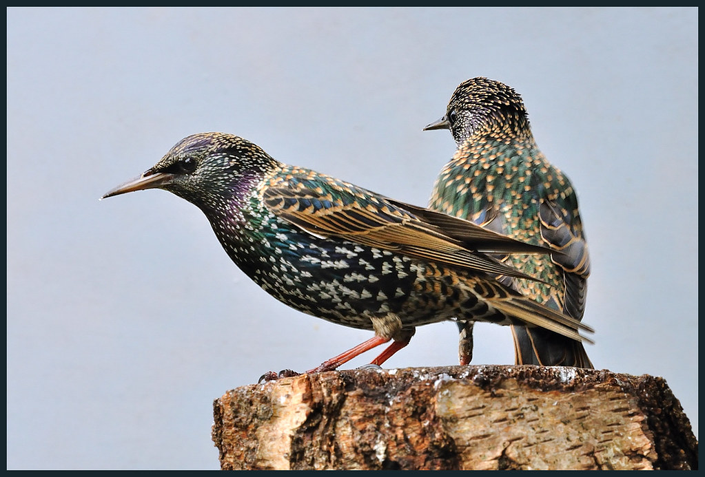 Two Starlings