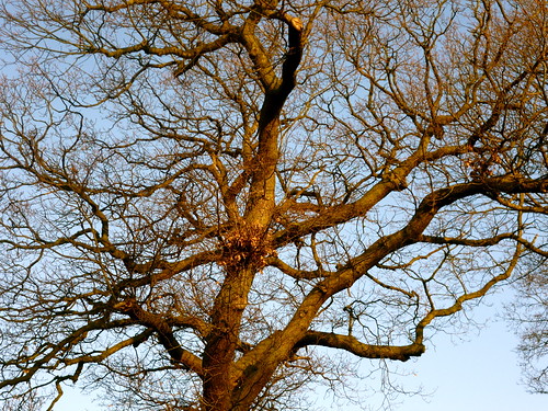 The squirrel tree