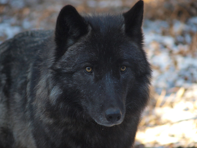 2012-01-15 Mn Zoo-Black wolf- Dholes & Tiger 608