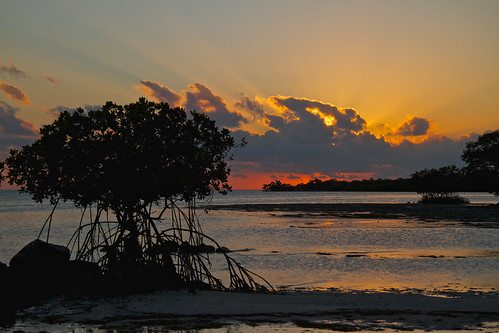 sunset beach gulf unitedstates florida mangrove bigpinekey