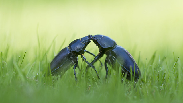 Beetle Dance