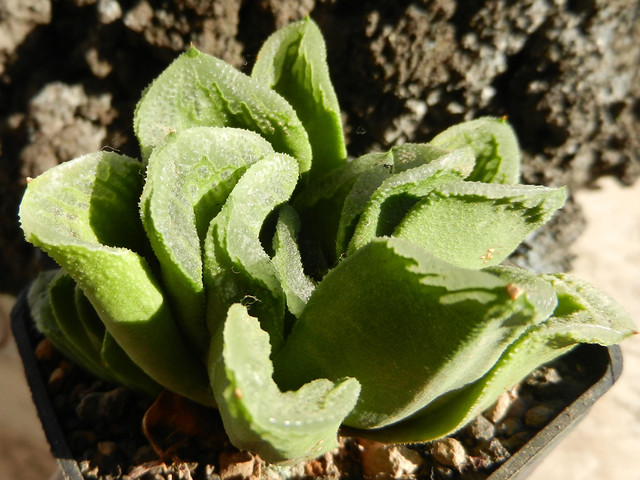 Haworthia cv. Rose Green [SPT 1021]