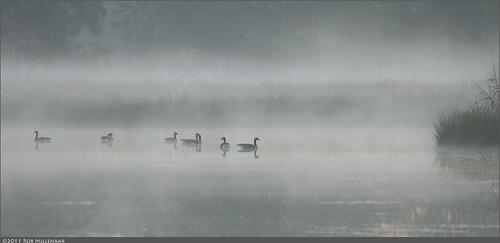mist holland geese scenery mood nationalparkdwingelderveld smitsveen