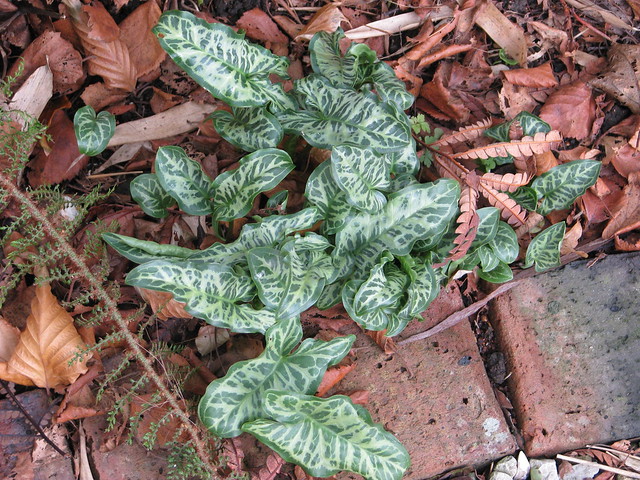 Arum italicum pictum