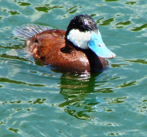 duck californiacity ruddy ruddyduck oxyurajamaicensus birdtographerphilcowan