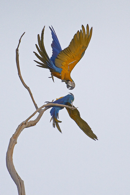 Arara-canindé (Blue-and-yellow Macaw)