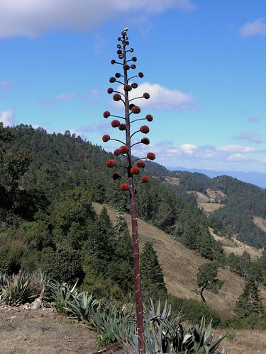 flowers plants mountains latinamerica forest mexico landscapes flickr 2006 oaxaca gps succulents mex