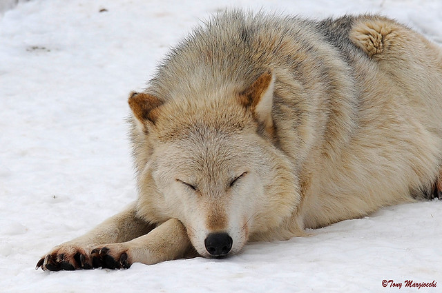 Let Sleeping Wolves Lay!