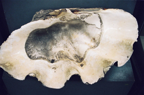 shell | by lena_n