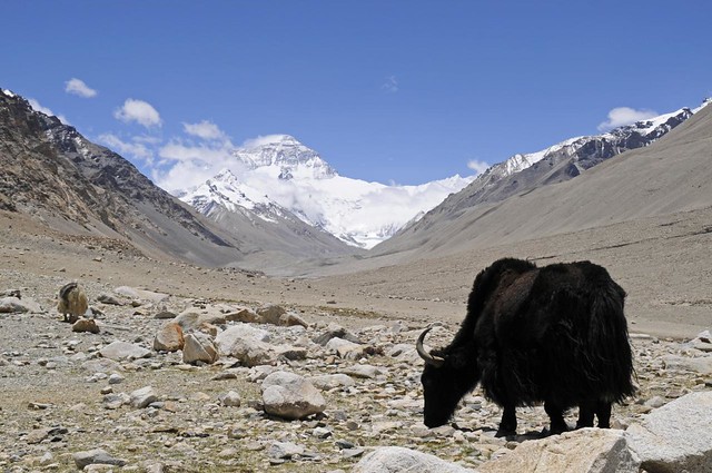 Yaks & Mount Everest, Rongbuk valley