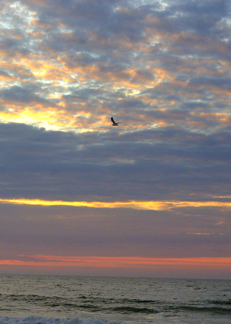Seagull Meeting the Dawn