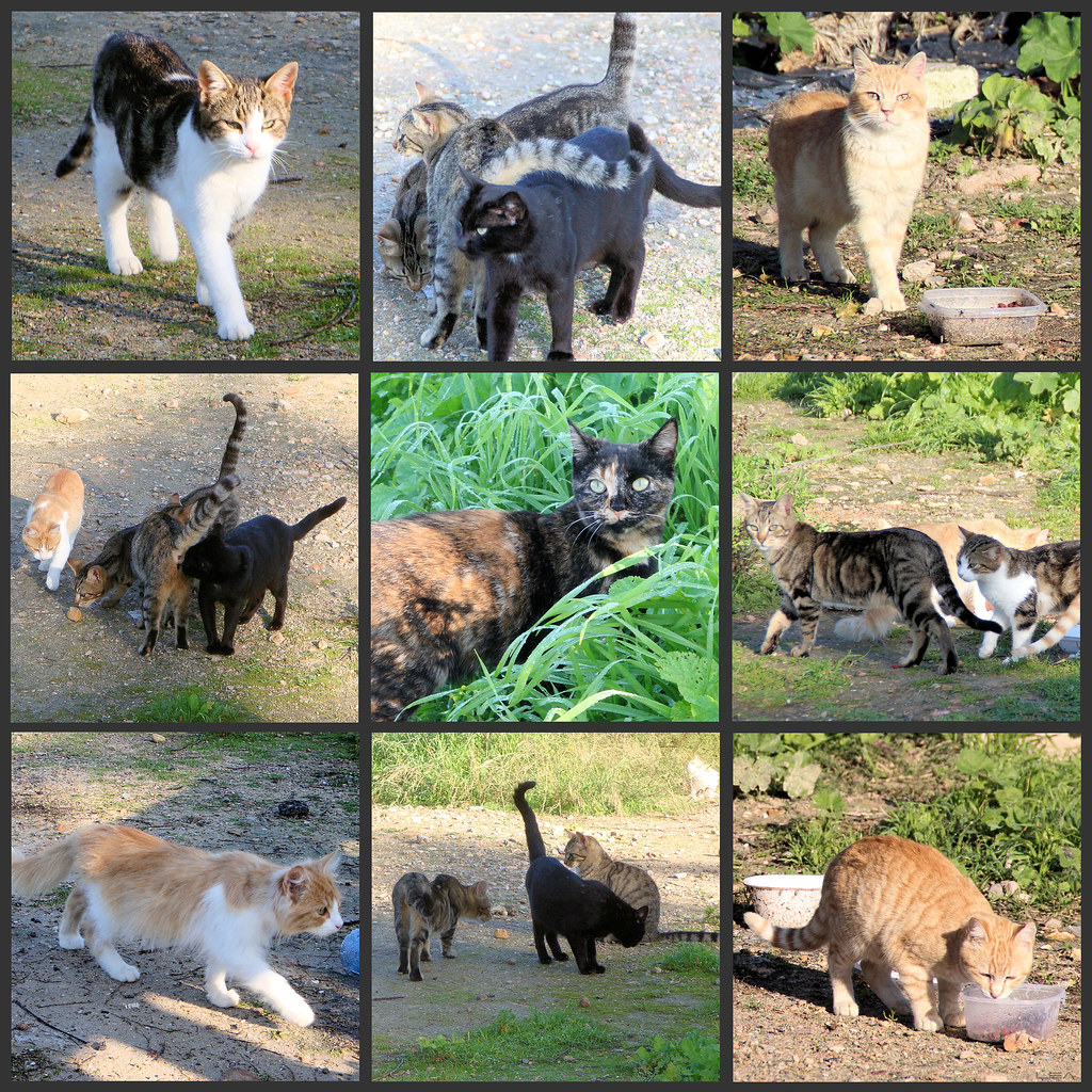Cute Street Cats in Mallorca, Spain | ♪♫♪♫ Cats Musical - Me… | Flickr