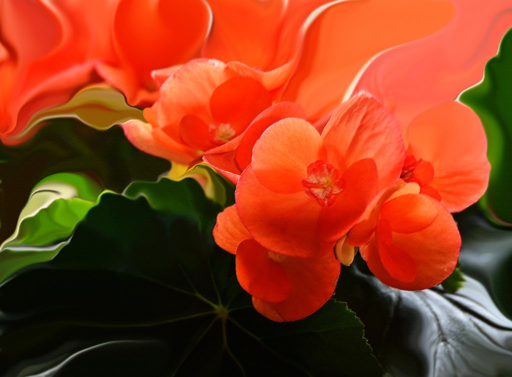 bloomin' begonias by LindaABourgault