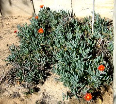 Sinai Flora