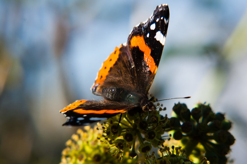 Red admiral butterfly feeding on ivy flower