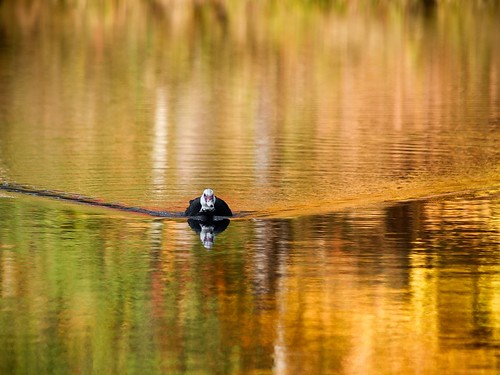 autumn reflections duck fallcolor © northcarolina ripples waterfowl raleighnc muscovyduck lakewheeler garyburke olympuse620 zuiko50200mmf28swd