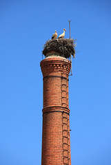 European Storks 