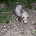 Flickr photo 'Virginia Opossum, Didelphis virginiana (Kerr, 1792)' by: Misenus1.