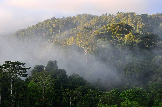 Rainforest of Ketambe Research Station