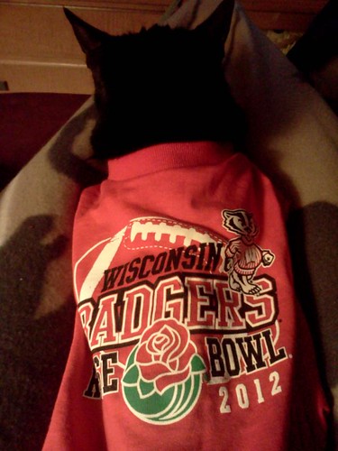 Even my cat has #Badger pride, wearing a toddler Rose Bowl tee. #OnWisconsin! #RoseBowlUW http://t.co/ENwY6RDr