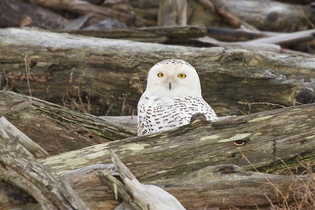 snowy owl at boundary bay
