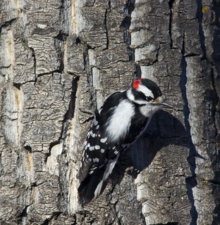 Downy Woodpecker | by Dan Arndt