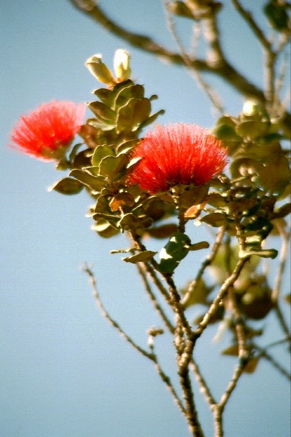 Lehua blossoms (ʻōhiʻa lehua) (n0053190)