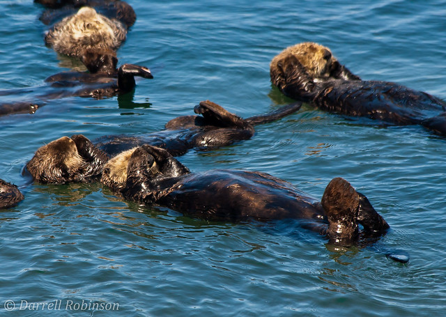 Otter Raft