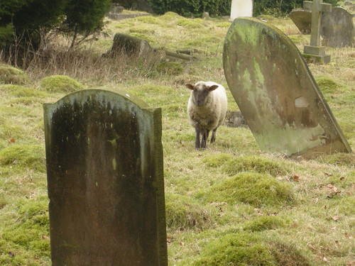 sheep in graveyard 