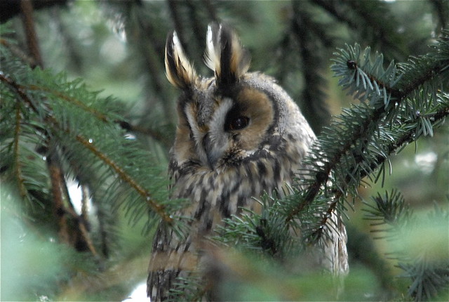 Eyrugla - Long-Eared Owl - Asio otus