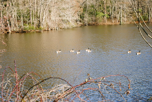 statepark park bird birds geese delaware laurel laurelde trappondstatepark sussexcountyde