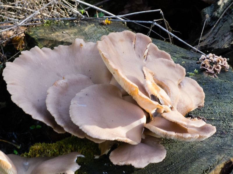 Oyster fungus