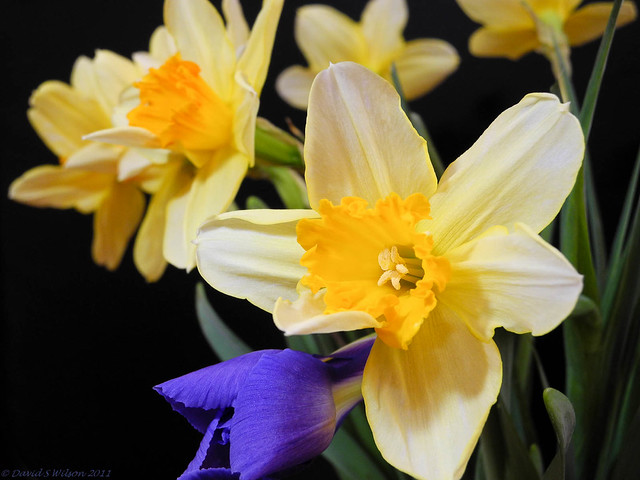 Iris & Daffodils - Explored!