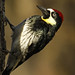 Flickr photo 'Acorn woodpecker side close up' by: Tatiana Gettelman.