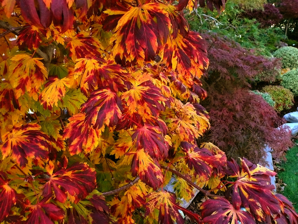 Acer japonicum 'Aconitifolium' maiku jaku Fall color 