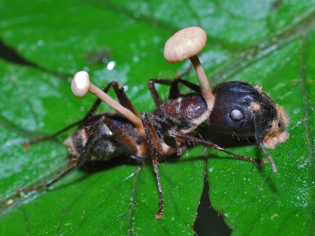 Ant Killed by Fungus | Cockscomb Wildlife Sanctuary, BELIZE | Bernard DUPONT | Flickr