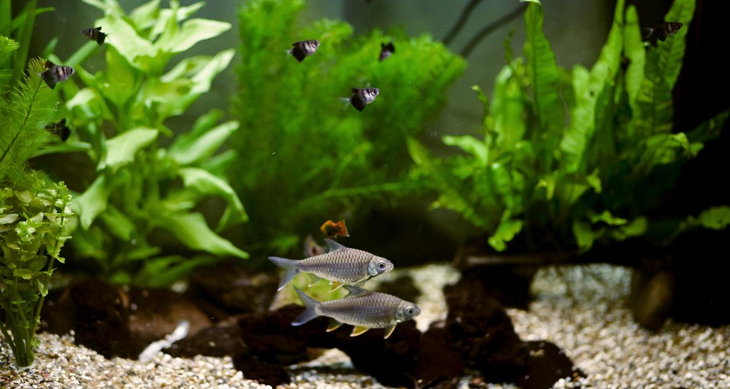 Black Skirt Tetra swimming with other fish in an aquarium.
