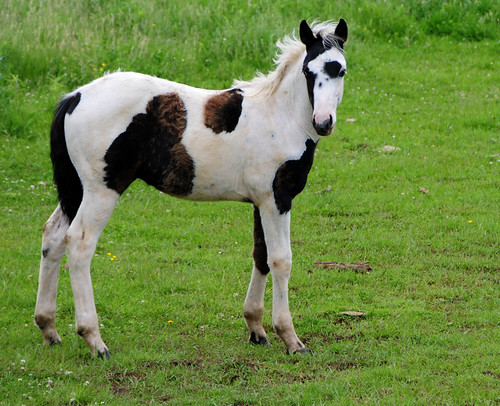 horse ontario spring farm