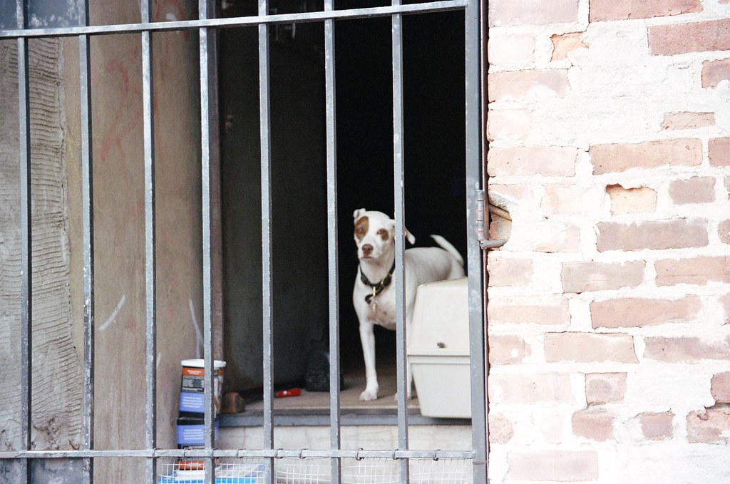 White and brown pit bull dog in a brick doorway looking out through iron security bars in New York City.