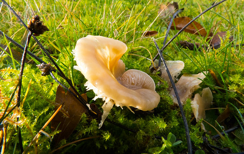 Pale waxcap after a frosty night
