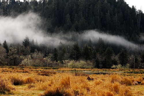 california fog redwoods elk redwoodnationalpark
