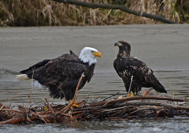 Adult & Young Eagle, Skagit River, Washington State