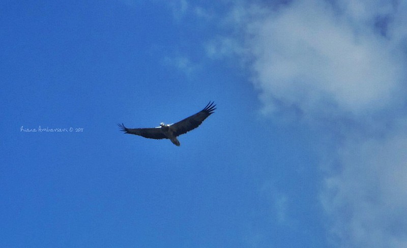 An Eagle In The Sky of Raja Ampat